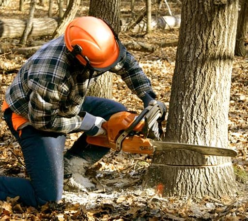 Tree Removal in Milan, MI